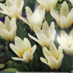 Tulipe ‘Concerto’ en fleurs, bulbe printanier coloré