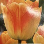 Tulipe ‘Daydream’ en fleurs, bulbe printanier aux pétales délicats