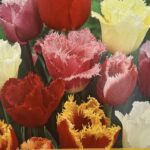 Tulipes ‘Gefranfred Fringed Mix’ en fleurs, bulbes printaniers aux pétales frangés