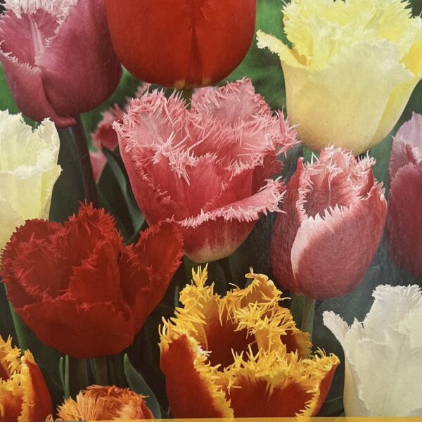 Tulipes ‘Gefranfred Fringed Mix’ en fleurs, bulbes printaniers aux pétales frangés