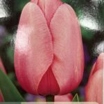 Tulipe ‘Impression’ en fleurs, bulbe printanier aux pétales colorés