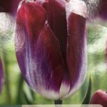 Tulipe ‘Kansas Proud’ en fleurs, bulbe printanier aux pétales colorés