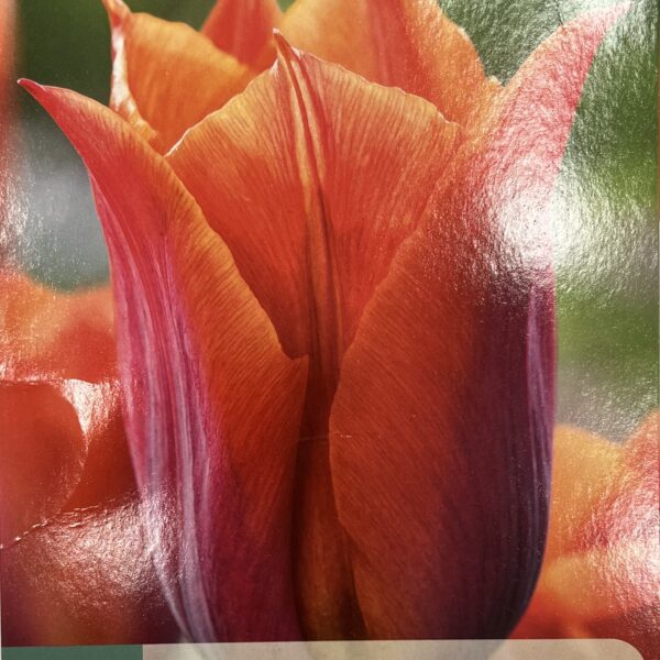 Tulipe ‘Request’ en fleurs, plante bulbeuse printanière colorée