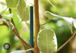 Tuteurs en acier plastifié verts Nortene pour soutien de plantes et tuteurage de jardin