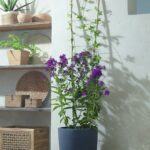 Tuteur en bambou naturel forme échelle – hauteur 150 cm pour plantes grimpantes