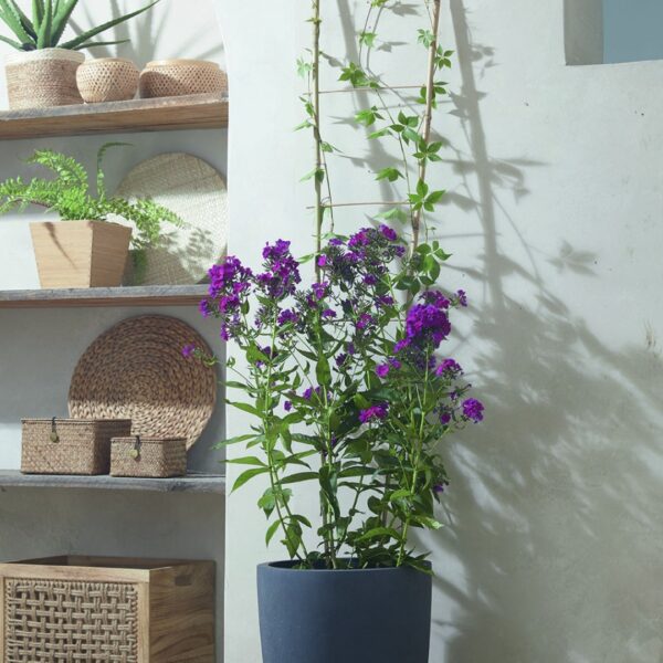 Tuteur en bambou naturel forme échelle – hauteur 150 cm pour plantes grimpantes