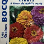 Zinnia en fleurs, plante annuelle colorée pour jardin et massifs