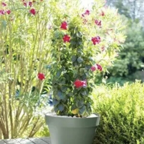 Pot Toscane vert laurier 43 L pour plantes