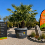 Chamaerops humilis en pot de 35 litres, palmier méditerranéen rustique au feuillage vert en éventail.