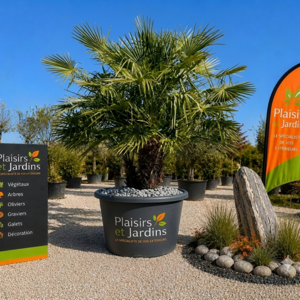 Chamaerops humilis en pot de 35 litres, palmier méditerranéen rustique au feuillage vert en éventail.