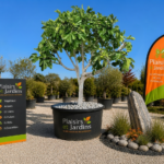 Figuier en pot de 65 litres, arbre fruitier méditerranéen au feuillage décoratif, idéal pour les jardins et les aménagements extérieurs.