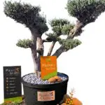 Olivier Pompon Tarragona cultivé en pot LowPot de 240 litres, avec un tronc sculptural et un feuillage taillé en nuages.
