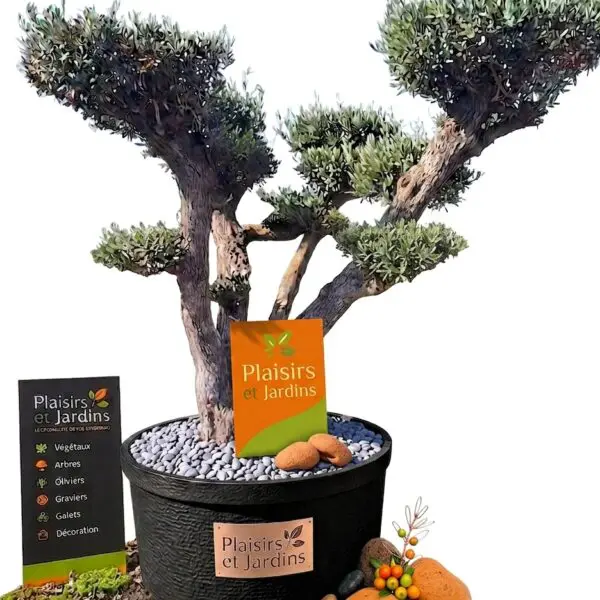 Olivier Pompon Tarragona cultivé en pot LowPot de 240 litres, avec un tronc sculptural et un feuillage taillé en nuages.