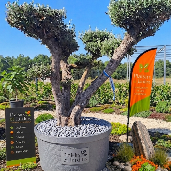Olivier du Portugal présenté en plateau Malla, arbre méditerranéen au tronc naturel et au feuillage vert argenté.