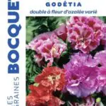 Sachet de graines de Godetia double à fleurs d’azalée