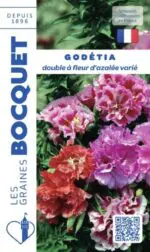 Sachet de graines de Godetia double à fleurs d’azalée