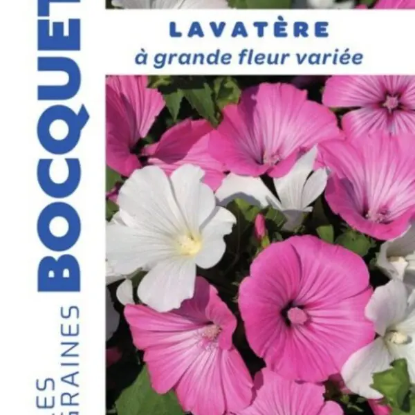 Sachet de graines de Lavatère à grande fleur varié