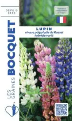 Sachet de graines de lupin vivace polyphylle de Russell hybride varié