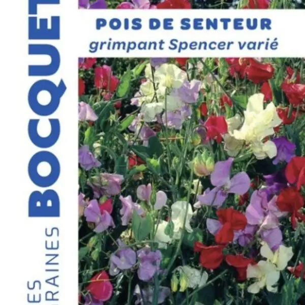 Sachet de graines de pois de senteur grimpant Spencer varié