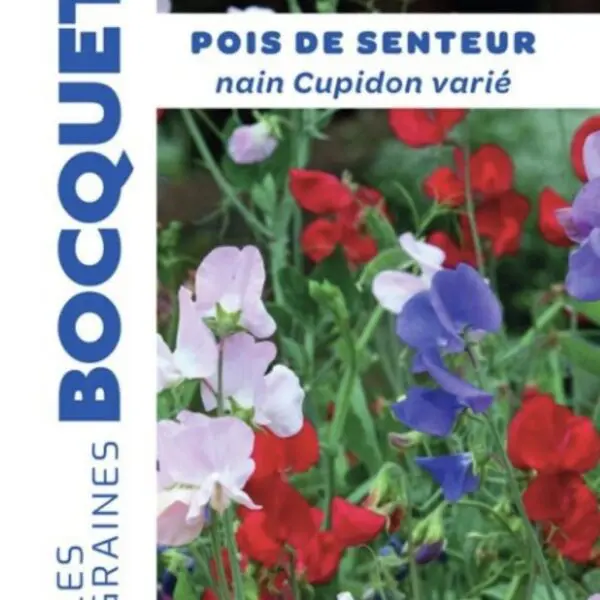 Sachet de graines de pois de senteur nain Cupidon varié
