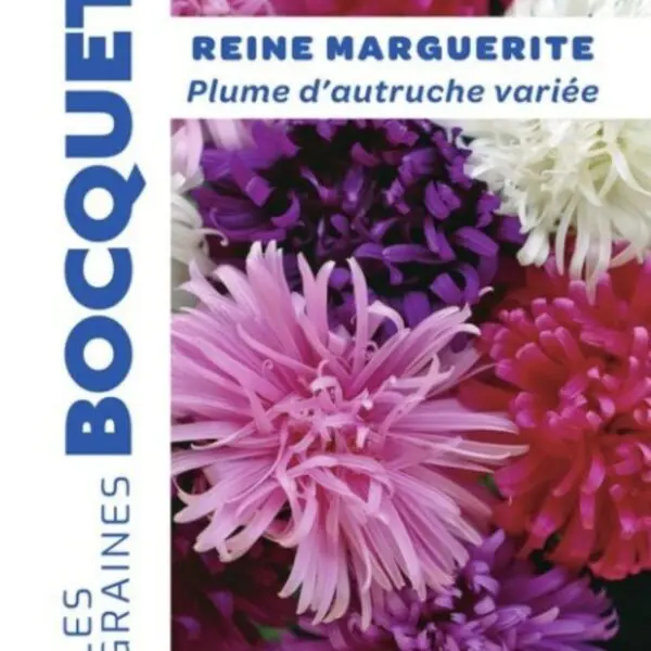 Sachet de graines de reine-marguerite Plume d’Autruche variée