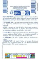 Sachet de graines de soucis des jardins Pacific varié