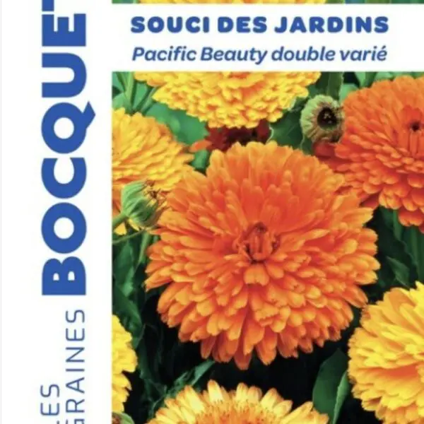 Sachet de graines de soucis des jardins Pacific varié