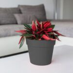 Pot Rond Toscane Ø15 Cm - 1,6 L – Image 3
