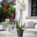 Pot Rond Toscane Ø15 Cm - 1,6 L – Image 5