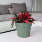 Pot Rond Toscane Ø15 Cm - 1,6 L – Image 4