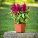 Pot Carré Toscane 17 Cm - 3,4 L – Image 8
