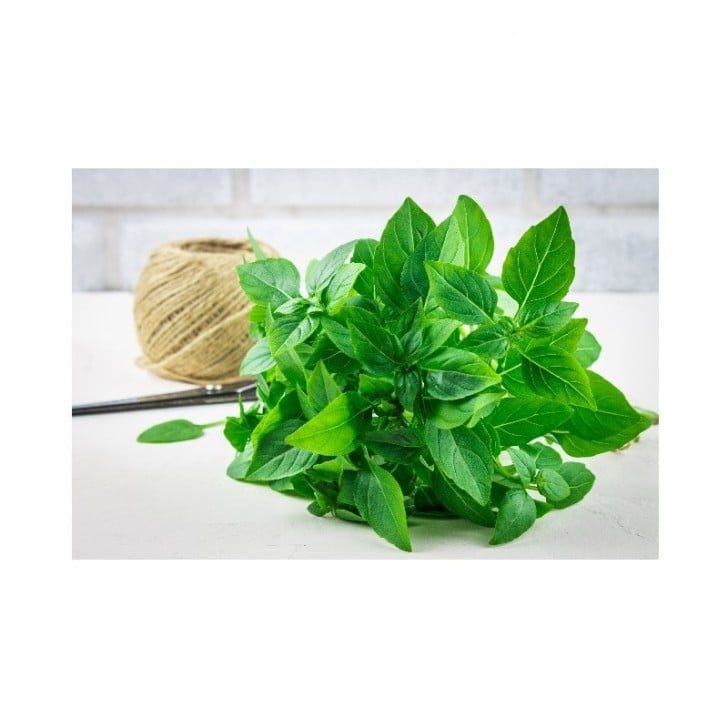 basilic-citron Basilic Grand Vert – Image 1