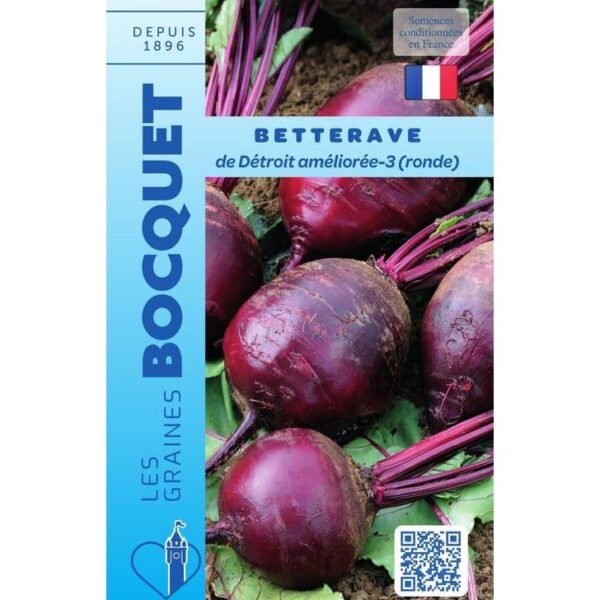 Betteraves de Détroit rondes et bien rouges fraîchement récoltées au potager avec leurs feuilles vertes.