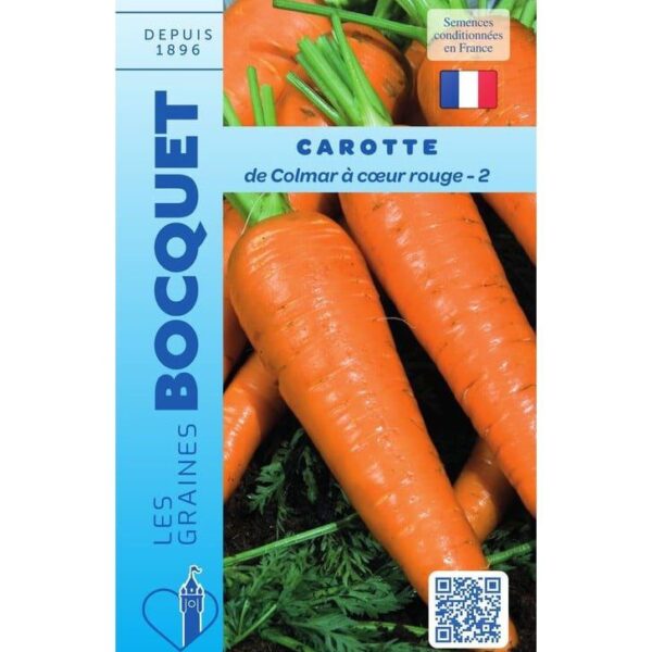 Carotte de Colmar à cœur rouge fraîchement récoltée du potager avec ses fanes.