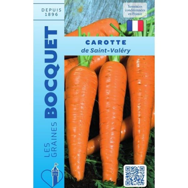 De grandes carottes longues de Saint-Valery bien droites, lisses et d'un orange vif, disposées après l'arrachage au jardin.