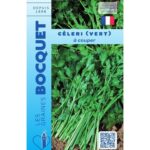 Tiges et feuilles de céleri vert à couper, bien fraîches et vigoureuses, prêtes pour la récolte.