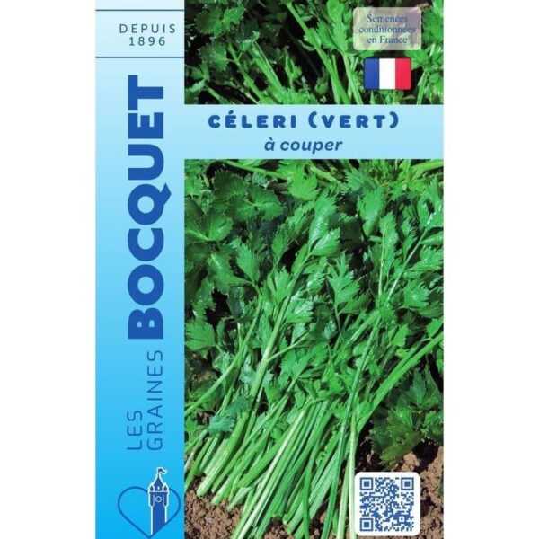 Tiges et feuilles de céleri vert à couper, bien fraîches et vigoureuses, prêtes pour la récolte.