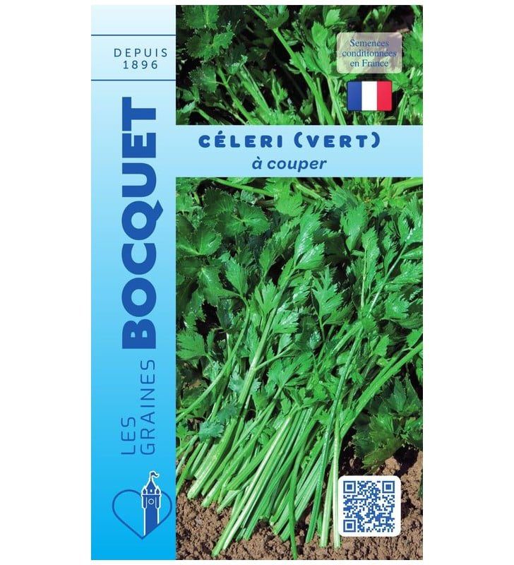 Céleri vert a couper herbe aromatique Tiges et feuilles de céleri vert à couper, bien fraîches et vigoureuses, prêtes pour la récolte.