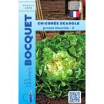 Une chicorée scarole Grosse Bouclée fraîchement récoltée, montrant ses larges feuilles vertes ondulées et son cœur blanchi bien dense.