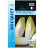 Chicorées Witloof normales bien blanches aux pointes jaune clair, serrées les unes contre les autres après le forçage.