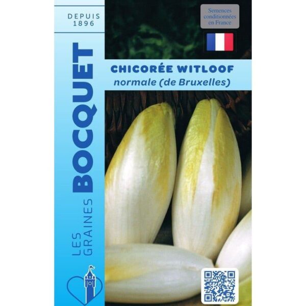Chicorées Witloof normales bien blanches aux pointes jaune clair, serrées les unes contre les autres après le forçage.