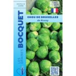 Petits choux de Bruxelles de Rosny, ronds et fermes, fraîchement cueillis et regroupés après la récolte.