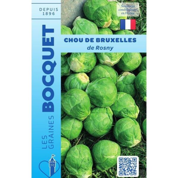 Petits choux de Bruxelles de Rosny, ronds et fermes, fraîchement cueillis et regroupés après la récolte.