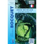 Une tête de chou de Milan Gros des Vertus bien pommée, montrant ses grandes feuilles vertes, épaisses et fortement cloquées.