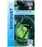 Une tête de chou de Milan Gros des Vertus bien pommée, montrant ses grandes feuilles vertes, épaisses et fortement cloquées.