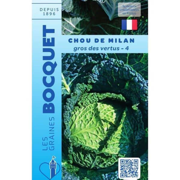 Une tête de chou de Milan Gros des Vertus bien pommée, montrant ses grandes feuilles vertes, épaisses et fortement cloquées.
