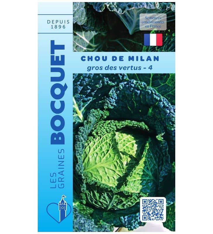Chou de milan gros des vertus recolte Une tête de chou de Milan Gros des Vertus bien pommée, montrant ses grandes feuilles vertes, épaisses et fortement cloquées.