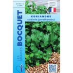 Coriandre Cultivée