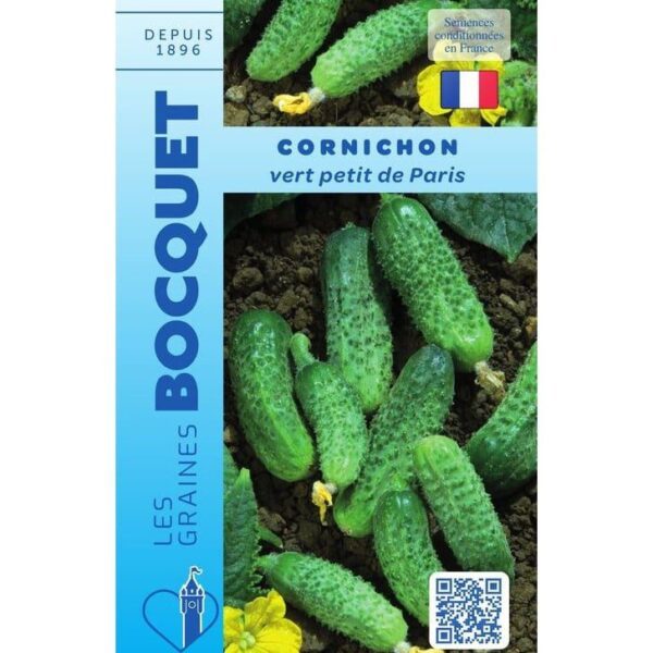 cornichons Vert Petit de Paris fraîchement cueillis, petits, fermes et parsemés de fins piquants noirs caractéristiques.