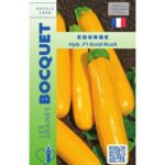Courgettes jaunes allongées de la variété hybride F1 Gold Rush, lisses et brillantes, fraîchement cueillies au jardin.